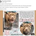 Looking for volunteers: Pound Hounds Res-Q
