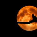 Selling: New Moon Spell