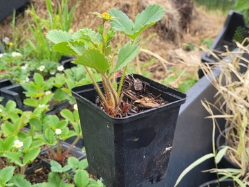 Sales: Fraisier 'Gariguette'