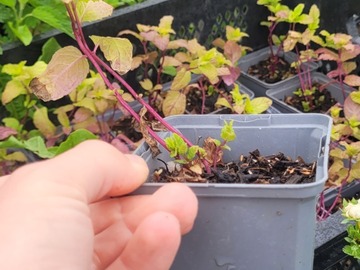 Sales: Menthe marocaine (Mentha spicata 'Nana')