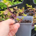 Sales: Menthe marocaine (Mentha spicata 'Nana')