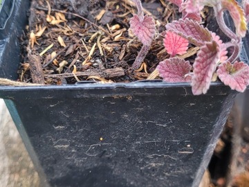 Sales: Nepeta 'six hill's giant'