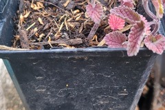 Vente: Nepeta 'six hill's giant'