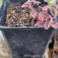 Vente: Nepeta 'six hill's giant'