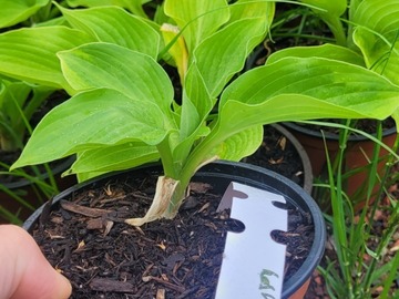 Sales: Hosta kir ren jyaku