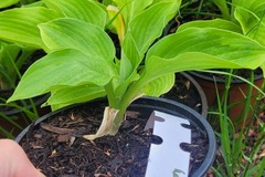 Vente: Hosta kir ren jyaku