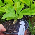 Vente: Hosta kir ren jyaku