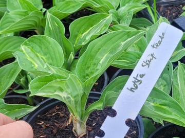Sales: Hosta strip tease