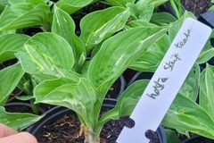 Vente: Hosta strip tease