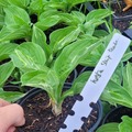 Vente: Hosta strip tease
