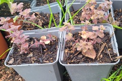 Sales: Origan vulgare hot and spicy