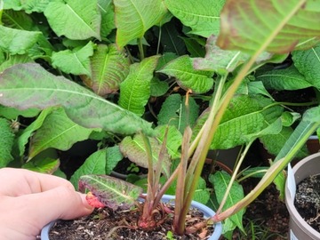 Sales: Persicaria amplexicaulis