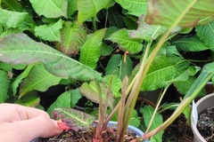 Vente: Persicaria amplexicaulis