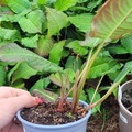 Vente: Persicaria amplexicaulis