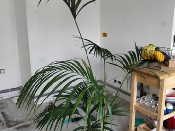 Giving away: Palmier Kentia