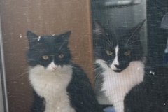   : Muffin and Daphne