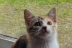   : Cheetara
