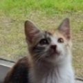   : Cheetara