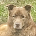   : Scooby