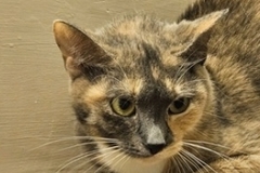   : Little Cat (LC)