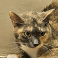   : Little Cat (LC)
