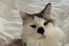   : Casper