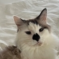   : Casper