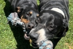   : Beau