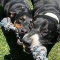   : Beau
