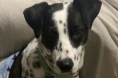   : Dottie  