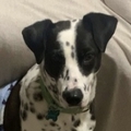   : Dottie  