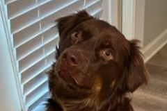   : Bear