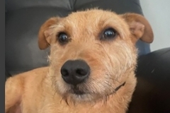   : Duke