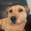   : Duke