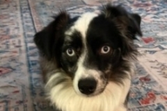   : Gus