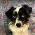   : Gus