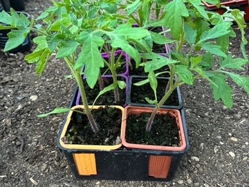 Sales: plan de tomates