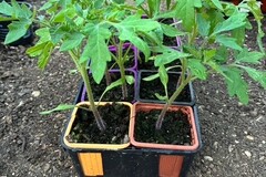 Vente: plan de tomates