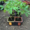 Vente: plan de tomates