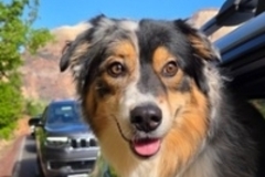   : Patch