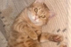   : Penelope (Penny)