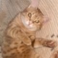  : Penelope (Penny)