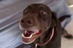   : Arya