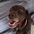   : Arya