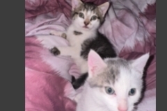   : Pepper and Salt