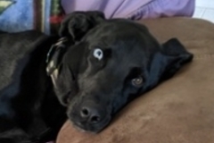   : Spike