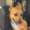   : Benji
