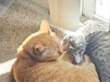   : Mango & Willow