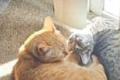  : Mango & Willow
