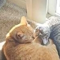   : Mango & Willow